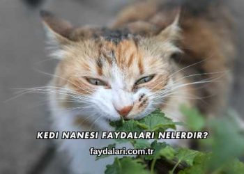 Kedi Nanesi Faydaları Nelerdir?