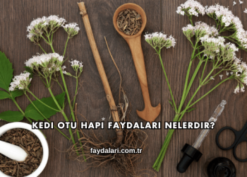 Kedi Otu Hapı Faydaları Nelerdir?