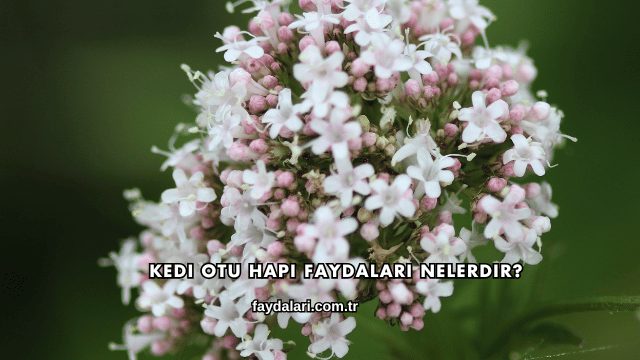 Kedi Otu Hapı Faydaları Nelerdir?