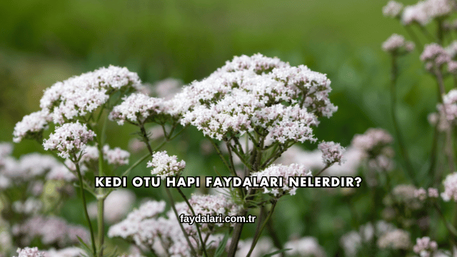 Kedi Otu Hapı Faydaları Nelerdir?