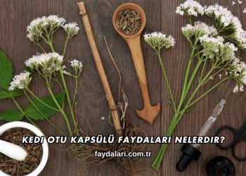 Kedi Otu Kapsülü Faydaları Nelerdir?
