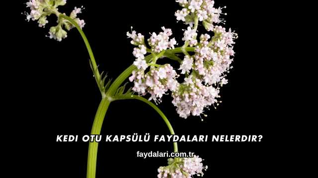 Kedi Otu Kapsülü Faydaları Nelerdir?