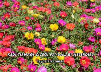 Kedi Tırnağı Çiçeği Faydaları Nelerdir?