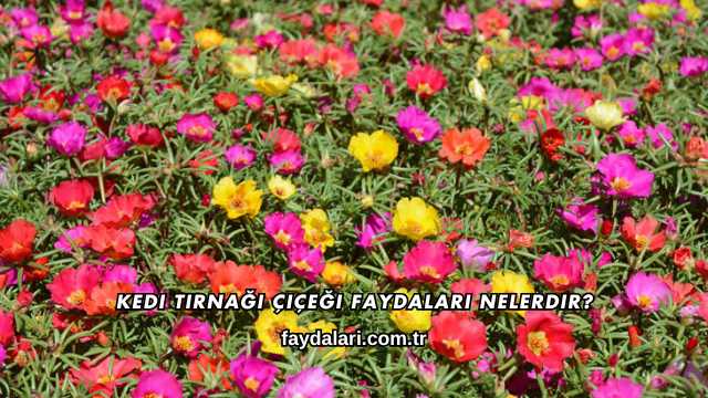 Kedi Tırnağı Çiçeği Faydaları Nelerdir?