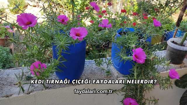 Kedi Tırnağı Çiçeği Faydaları Nelerdir?