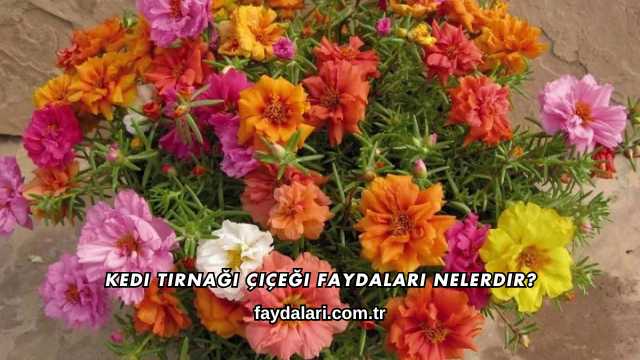 Kedi Tırnağı Çiçeği Faydaları Nelerdir?
