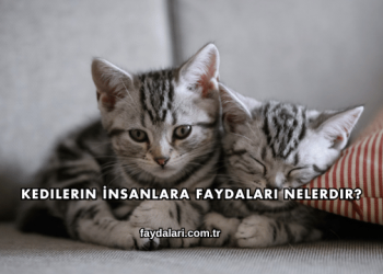 Kedilerin İnsanlara Faydaları Nelerdir?