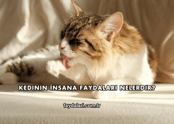 Kedinin İnsana Faydaları Nelerdir?
