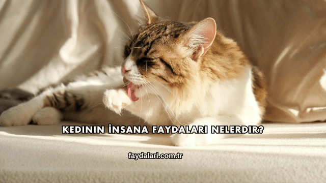 Kedinin İnsana Faydaları Nelerdir?