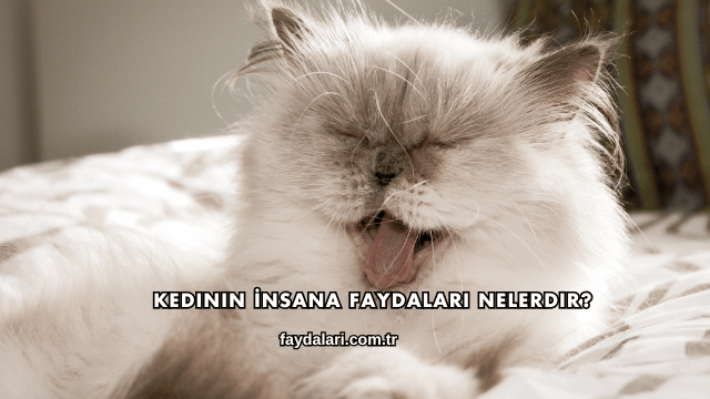 Kedinin İnsana Faydaları Nelerdir?