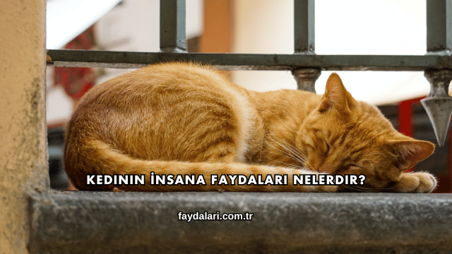 Kedinin İnsana Faydaları Nelerdir?