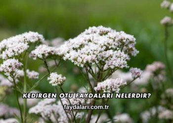 Kedirgen Otu Faydaları Nelerdir?
