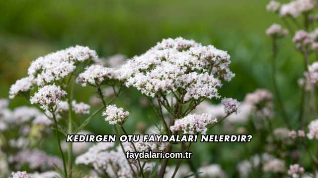 Kedirgen Otu Faydaları Nelerdir?