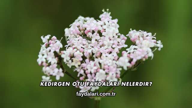 Kedirgen Otu Faydaları Nelerdir?