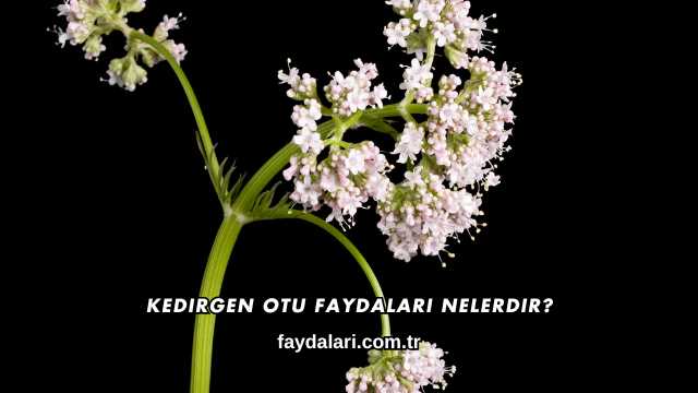 Kedirgen Otu Faydaları Nelerdir?