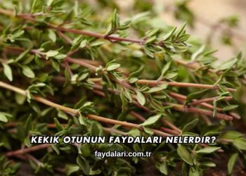 Kekik Otunun Faydaları Nelerdir?