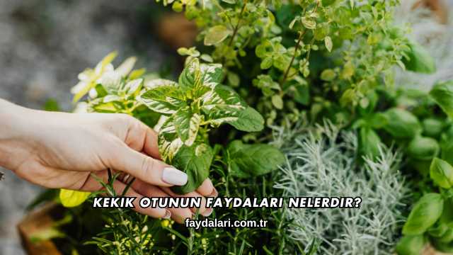 Kekik Otunun Faydaları Nelerdir?