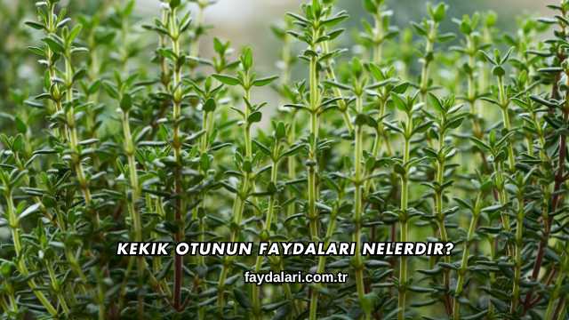 Kekik Otunun Faydaları Nelerdir?