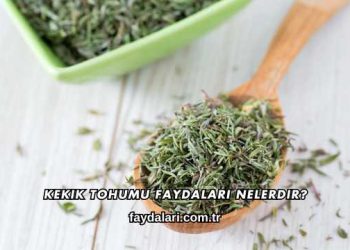 Kekik Tohumu Faydaları Nelerdir?
