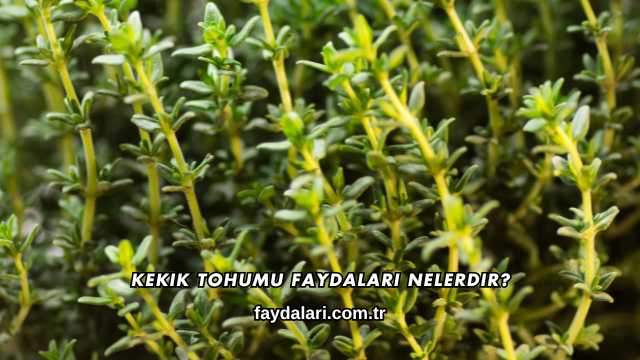 Kekik Tohumu Faydaları Nelerdir?