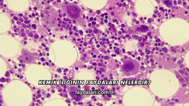 Kemik İliğinin Faydaları Nelerdir?