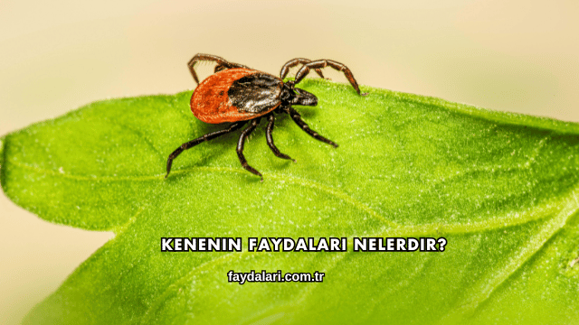 Kenenin Faydaları Nelerdir?