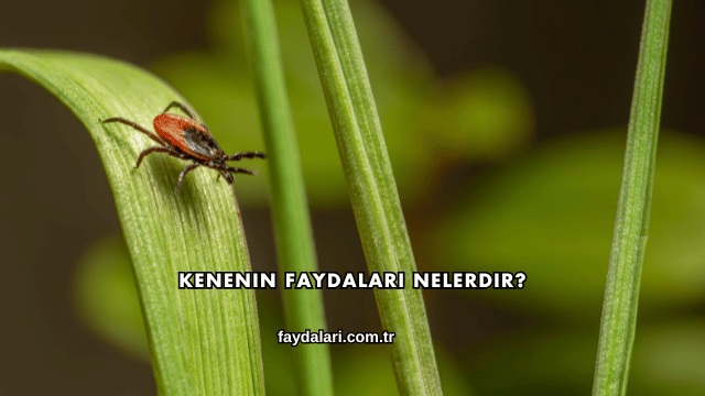 Kenenin Faydaları Nelerdir?