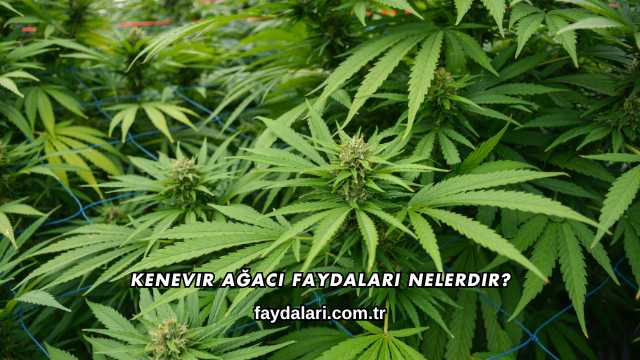 Kenevir Ağacı Faydaları Nelerdir?