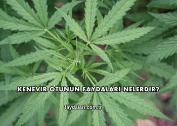 Kenevir Otunun Faydaları Nelerdir?