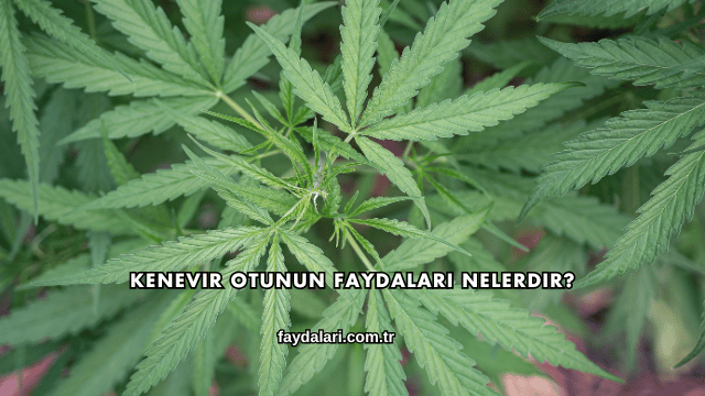 Kenevir Otunun Faydaları Nelerdir?