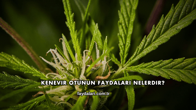Kenevir Otunun Faydaları Nelerdir?