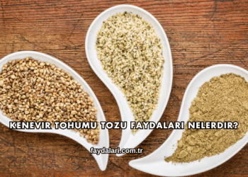 Kenevir Tohumu Tozu Faydaları Nelerdir?