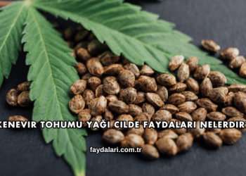 Kenevir Tohumu Yağı Cilde Faydaları Nelerdir?