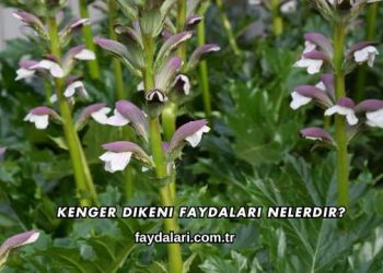Kenger Dikeni Faydaları Nelerdir?