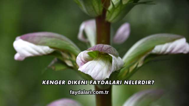 Kenger Dikeni Faydaları Nelerdir?