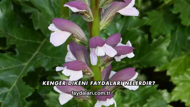 Kenger Dikeni Faydaları Nelerdir?