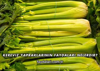 Kereviz Yapraklarının Faydaları Nelerdir?