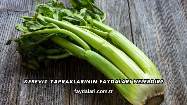 Kereviz Yapraklarının Faydaları Nelerdir?