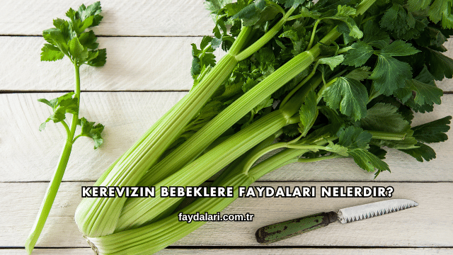 Kerevizin Bebeklere Faydaları Nelerdir?