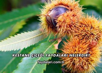 Kestane Çiçeği Faydaları Nelerdir?