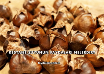 Kestane Suyunun Faydaları Nelerdir?