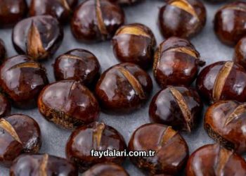 Kestane Yağının Faydaları Nelerdir?