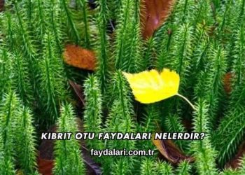 Kibrit Otu Faydaları Nelerdir?