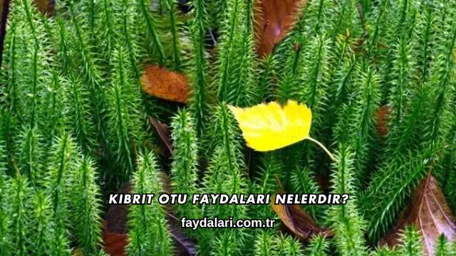 Kibrit Otu Faydaları Nelerdir?