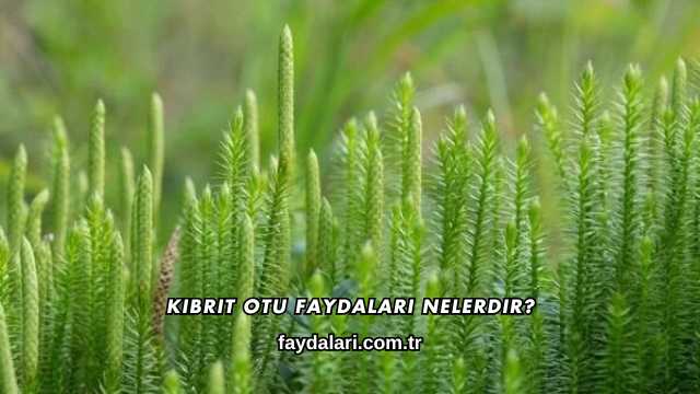 Kibrit Otu Faydaları Nelerdir?