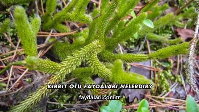 Kibrit Otu Faydaları Nelerdir?