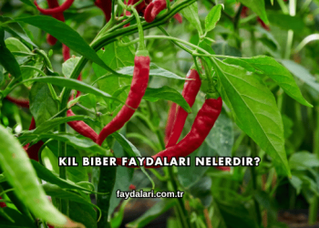 Kıl Biber Faydaları Nelerdir?