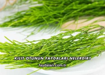 Kilit Otunun Faydaları Nelerdir?