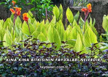 Kına Kına Bitkisinin Faydaları Nelerdir?