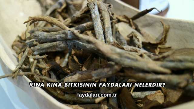 Kına Kına Bitkisinin Faydaları Nelerdir?